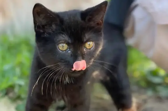 Кошки потеряшки, Москва, фото: Потеряшка черная кошка с белым пятном на шее и животике, Москва, Можайское шоссе, 38 к1