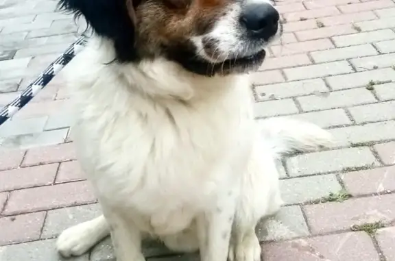 Собака Кобель найдена на Ленинском проспекте, 2Б, Химки