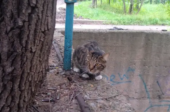 Найдена домашняя кошка на ул. Гоголя, 37, Хабаровск
