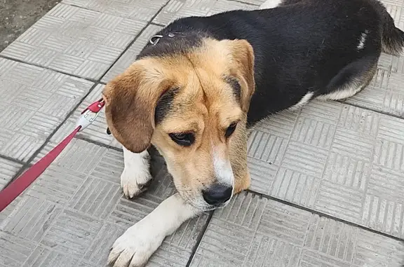 Собака Мальчик найдена на улице Грушина, 29, Химки