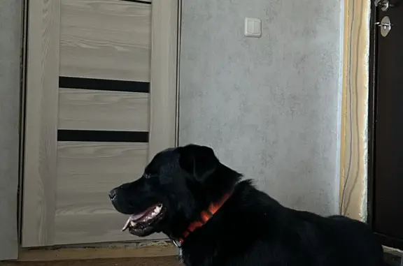 Найдена собака: крупный кобель, чёрного цвета, Академический проспект, 17, Томск