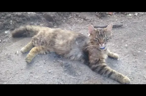 Пропал кот Мурзик возле КБ на Литовской