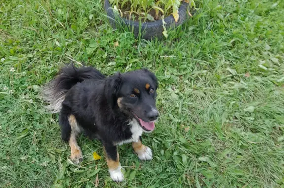 Найдена собака Мальчик в Чите, Атамановское городское поселение