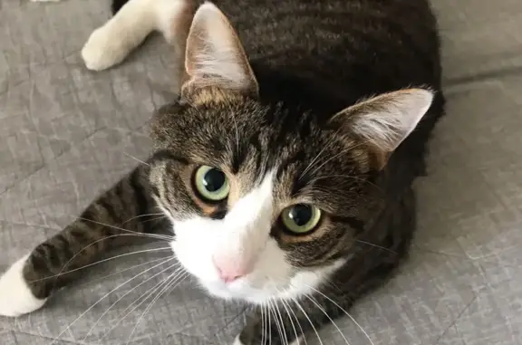 Кошки потеряшки, Тамбов, фото: Потеряшка кошка на ул. Дмитрия Карбышева, Тамбов