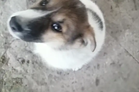 Собака найдена на Елисеевской улице, Орёл