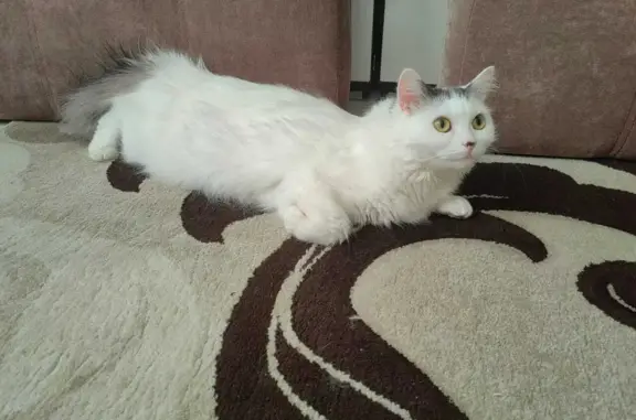 Пропала белая кошка на ул. Петра Тарасова, 25, Калуга