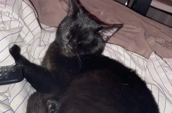 Найдена кошка, Москва, фото: Пропал черный котик с особыми приметами