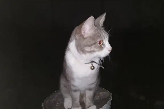 Найден серый кот с колокольчиком на Восточной улице