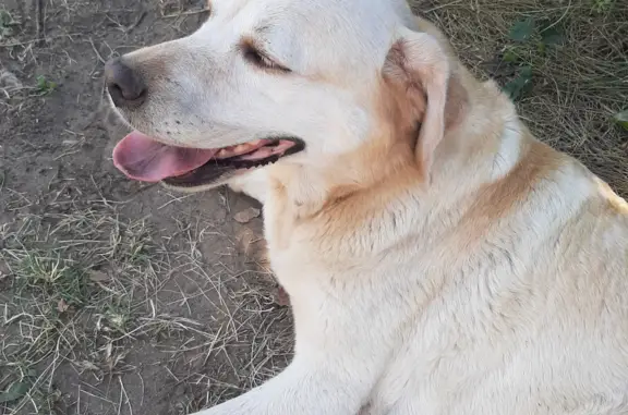 Собака Лабродор найдена в Квасниковке