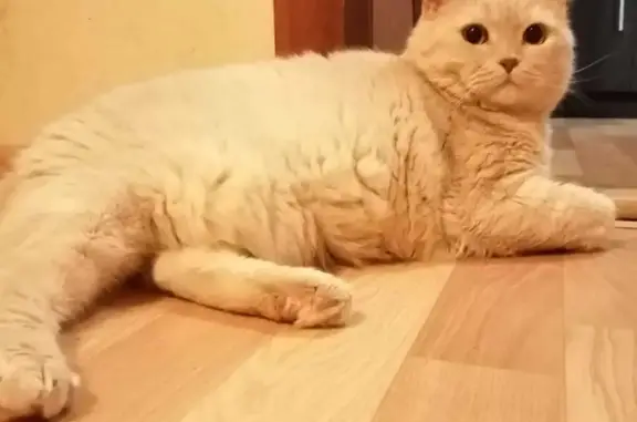 Кошки потеряшки, Москва, фото: Потеряшка кошка Кот, светло рыжий, выбежал вечером с Элеваторной улицы, 6 к1, Москва