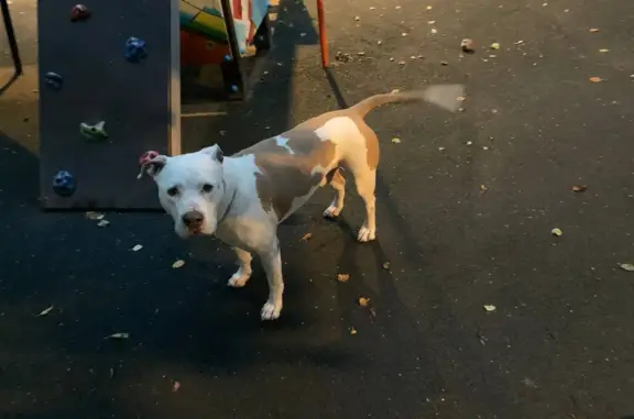 Пропала собака в Перово, Москва