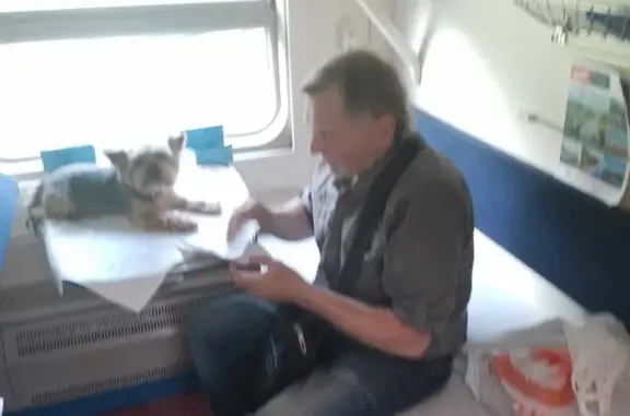 Собаки потеряшки, Санкт-Петербург, фото: Потеряшка собака Патрик на Дачном проспекте, СПб