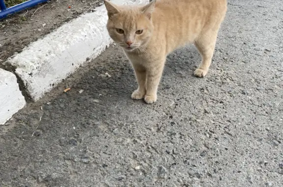 Найдена кошка на ул. Воровского, 29, Тюмень