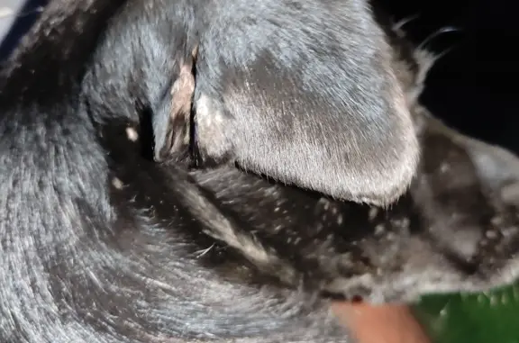Найден пёс: чёрный окрас, белая грудка, порванное ухо