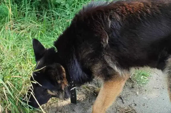 Найдена собака, Московская область, фото: Собака Немецкая овчарка, ул. 1-я Советская, Московская обл.