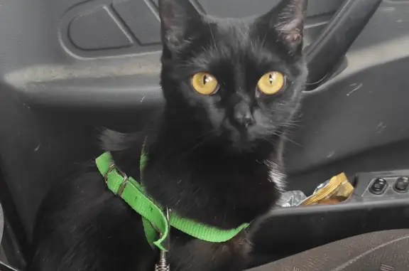 Кошки потеряшки, Тамбов, фото: Потеряшка кошка Мишка, ул. Рылеева, 90, Тамбов