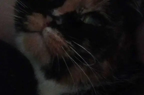 Кошки потеряшки, Киров, фото: Потеряшка трехцветная кошка, ул. Карла Маркса 124, Киров