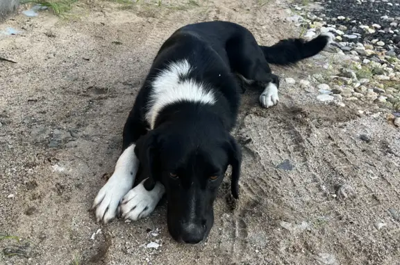 Собака ищет новых хозяев в Черногубово, Тверская область