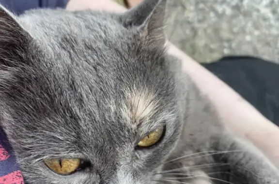 Найдена ручная кошка на Весенней улице, Когалым