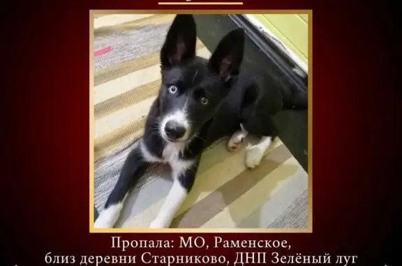 Пропала собака в Московской области: Габба, щенок, 4 месяца