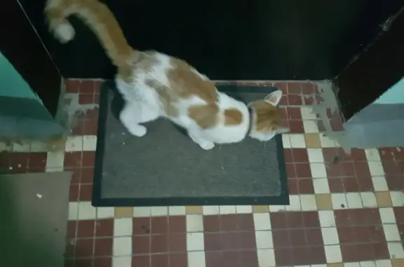 Найдена кошка, Москва, фото: Найдена кошка на Ботанической ул., Москва