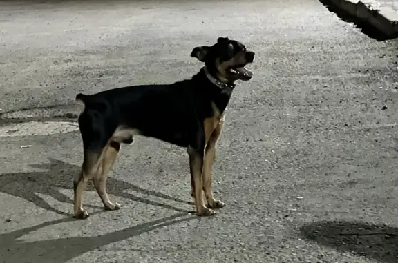 Найдена собака Бегает на 4-й Железнодорожной, 23В, Иркутск