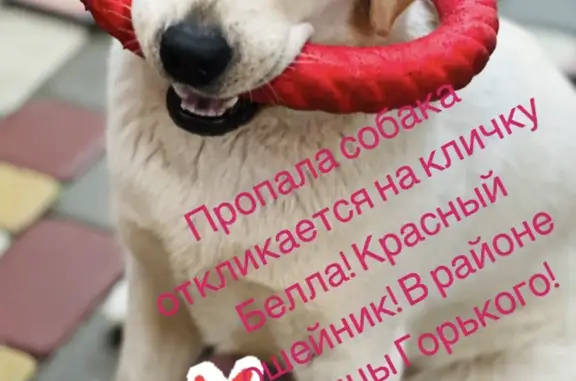 Пропала собака Лабрадор в Каменск-Шахтинском