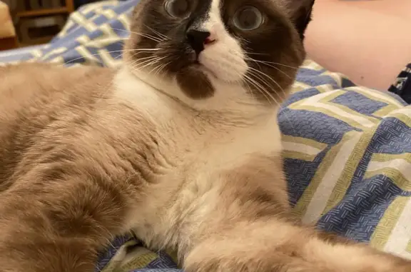 Кошки потеряшки, Ярославль, фото: Потеряшка кот КАЙ, адрес: Угличская 54, вознаграждение