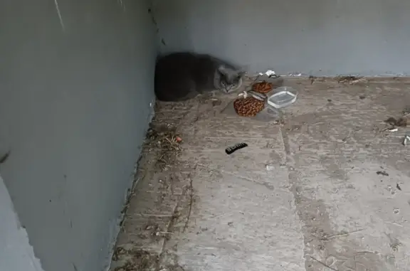 Найден серый породистый кот, Москва, Воскресенские Ворота