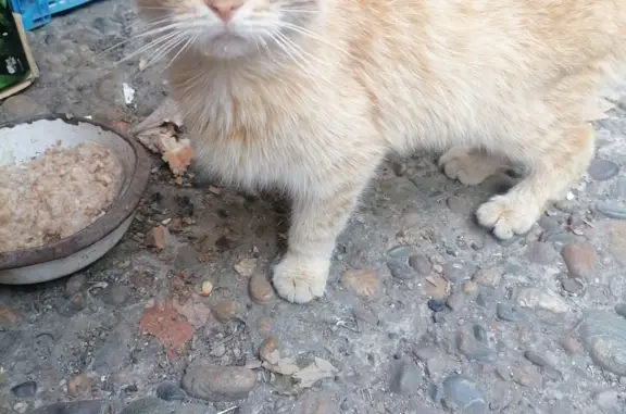 Найдена рыжая кошка с проблемными лапками в Краснодарском крае