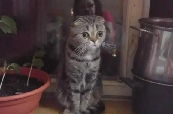 Кошки потеряшки, Москва, фото: Потеряшка кошка, Самаркандский бульвар, 13 к3, Москва