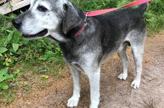 Собака найдена возле болота в Куйвозовском сельском поселении