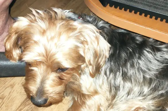 Найдена собака, Москва, фото: Собака Йорк найдена на ул. Долгопрудная, Москва