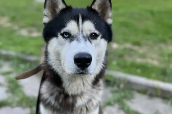 Найдена собака, Московская область, фото: Собака Хаски найдена в СНТ 