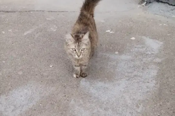 Найдена кошка в Казани, Татарстан