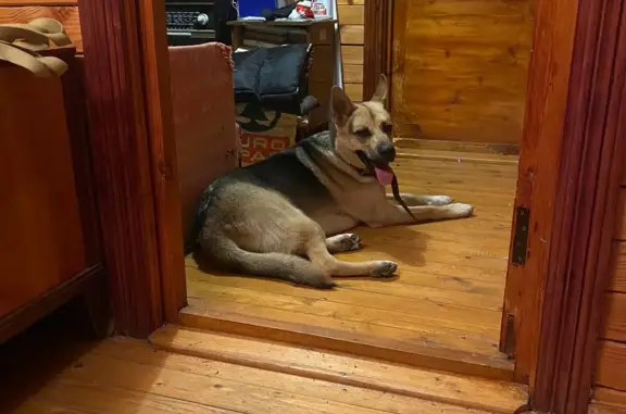 Собака найдена в Кишкино, Московская область