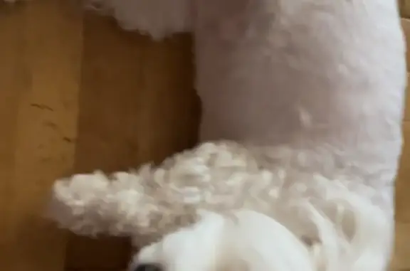 Собаки потеряшки, Москва, фото: Потеряшка белая болонка, 4 к407, Москва