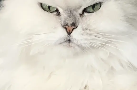 Пропала белая персидская кошка в Ягодном, Самарская область