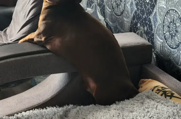 Собаки потеряшки, Москва, фото: Потеряшка собака Такса Оскар, адрес: Каширское шоссе, 11 к1, Москва