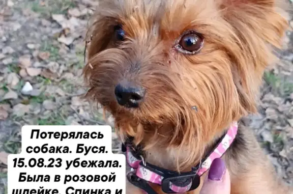 Пропала собака: Йоркширский терьер, розовый ошейник. Московская обл.