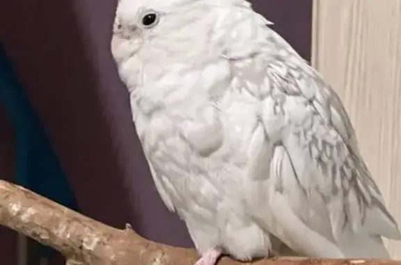 Пропала птица в пригороде Махачкалы, ищем попугая Чарли