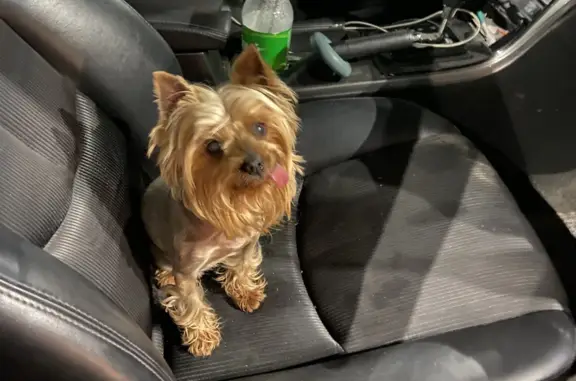 Найдена собака, Московская область, фото: Собака Йоркширский терьер, серый окрас, Московская область