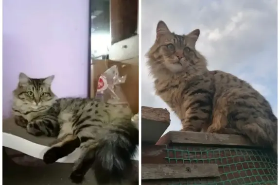 Пропала кошка в Красноярском крае