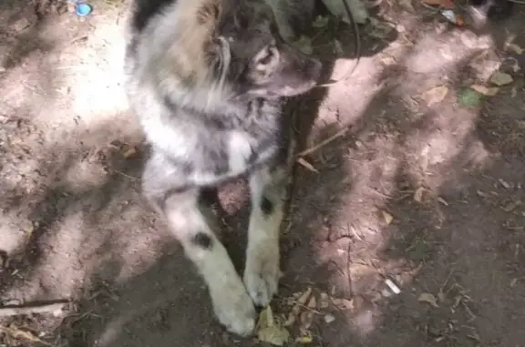 Найдена собака, Москва, фото: Найдена собака девочка, ухоженная, Ростокино