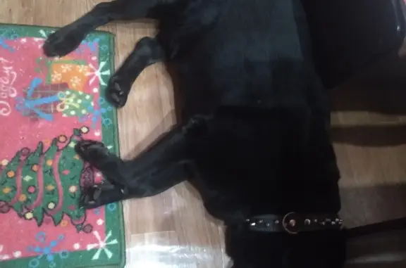 Собака Мальчик Лабрадор, чёрного окраса, 8, Кохма