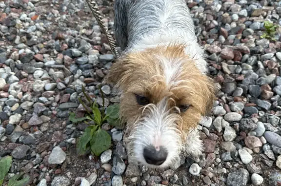 Собака найдена в Ашман парке, Центральная площадь, Калининград