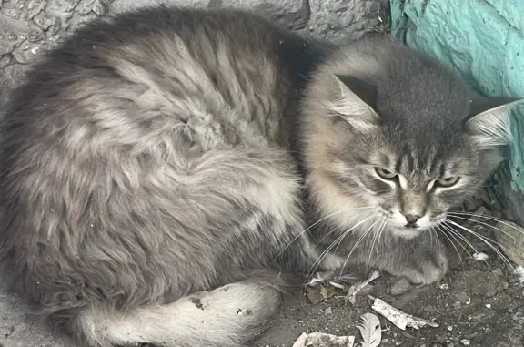 Найдена кошка с разбитым носиком, бульвар Строителей, 25, Кемерово
