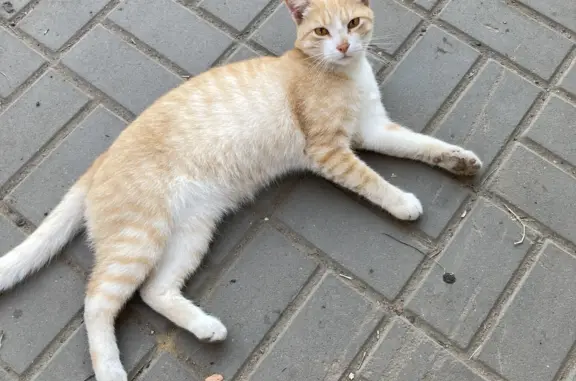 Найдена кошка Рыжий, ул. Чичерина, 28А, Тамбов