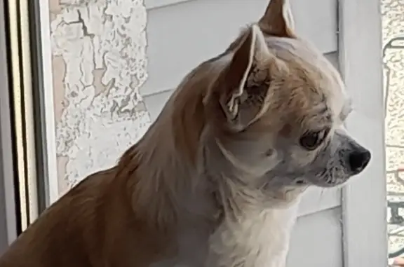Пропала собака Мальчик, рыжий с белыми пятнами, Владивосток