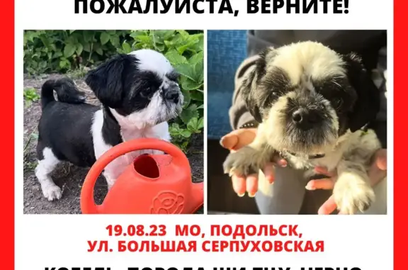 Пропала собака Ши-тцу, черно-белая, Мичуринский проезд, Подольск
